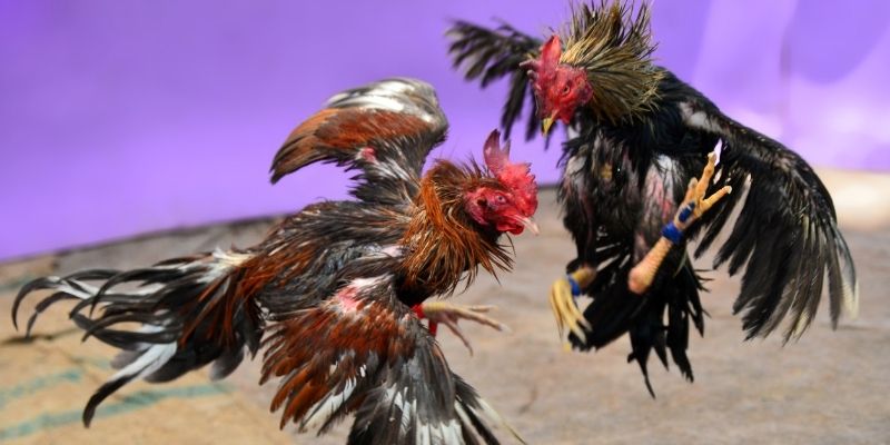 8s bet nổ hũ tiếng anh là gì