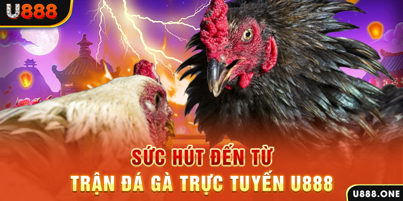 8s bet hòn gà chọi