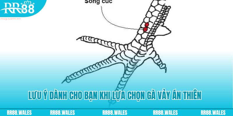 8s bet how to play roulette at casino