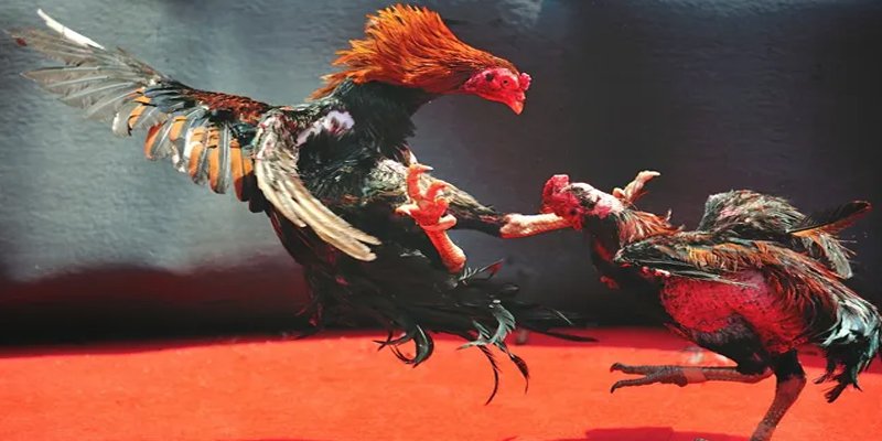 8s bet đăng nhập nổ hũ số 1