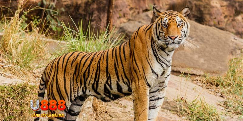 8s bet ban ca vip online