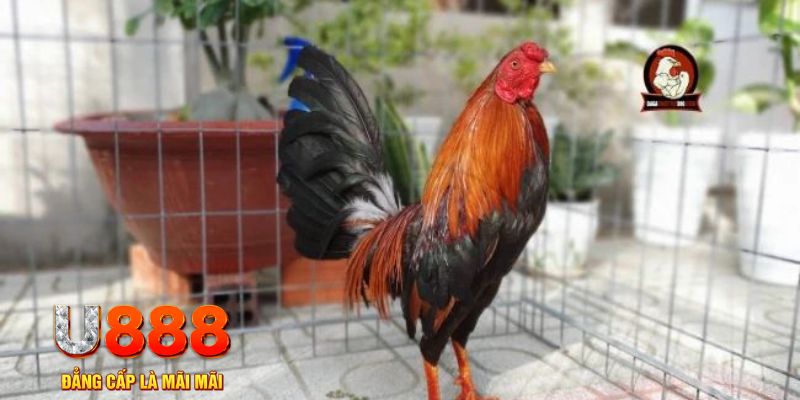 8s bet tải nổ hũ trên máy tính