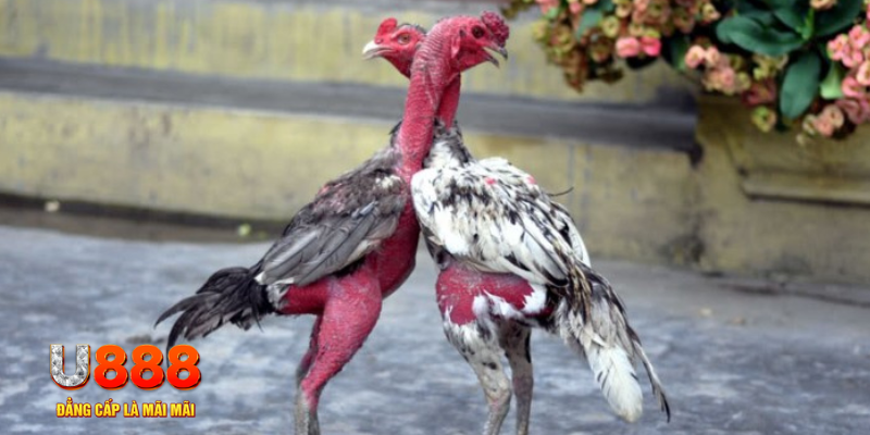 8s bet bàn cầu điểm số tay trước trong baccarat là gì