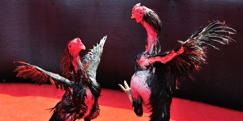 8s bet Spribe Điện Tử